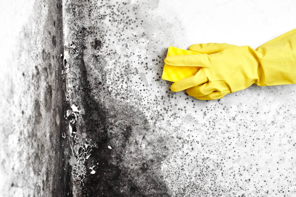 Best Mold Testing  in Kilmarnock, VA