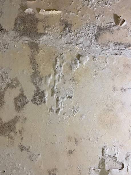 Best Emergency Mold Removal  in Kilmarnock, VA