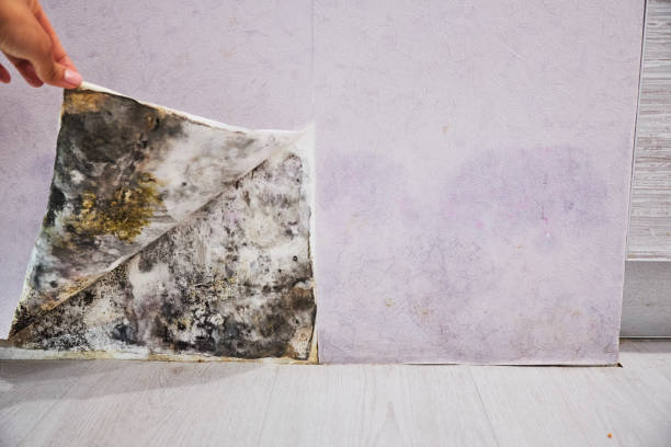 Best Local Mold Removal Service  in Kilmarnock, VA